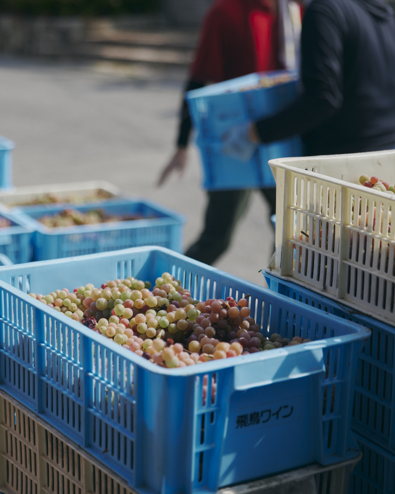 8〜9月 収穫・仕込み
