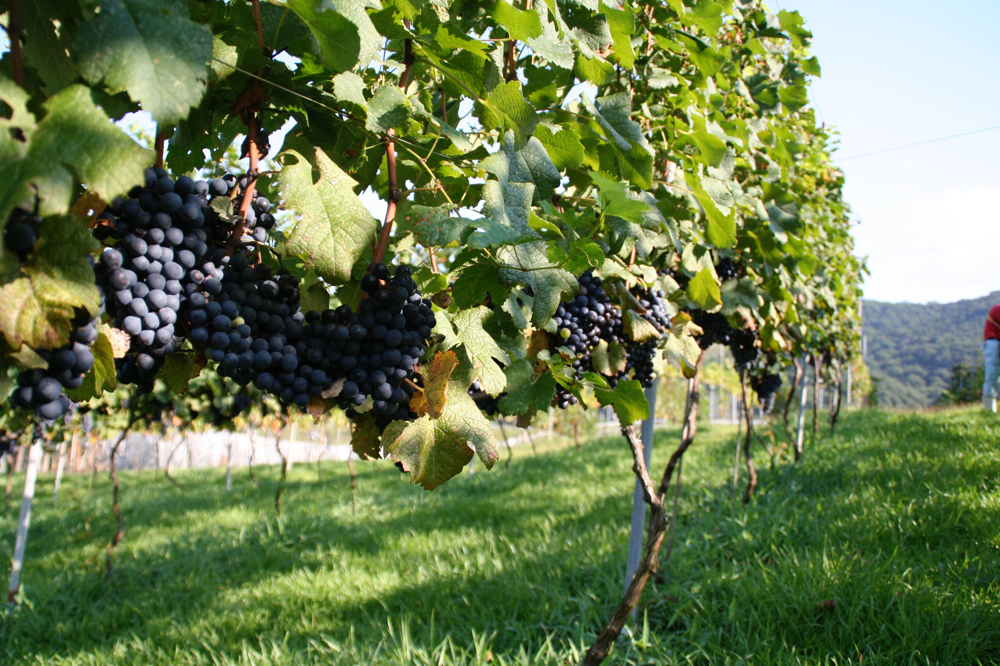 ワインアカデミーコース